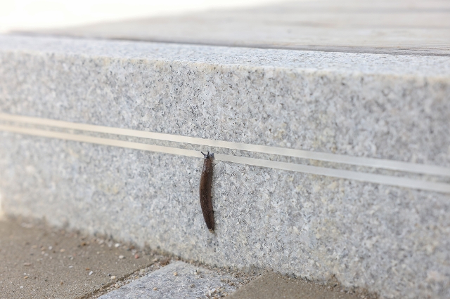 Schnecke berührt Snailstop auf Granitstein