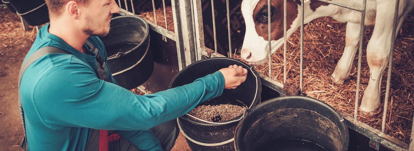 Mann füttert Kalb