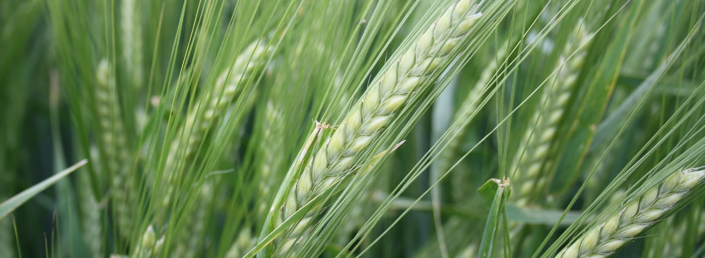 Nahaufnahme einer Gerste im Feld