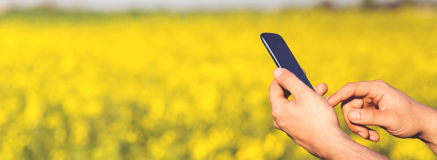 Person haltet ein Handy im Hintergrund ist ein Rapsfeld zu sehen