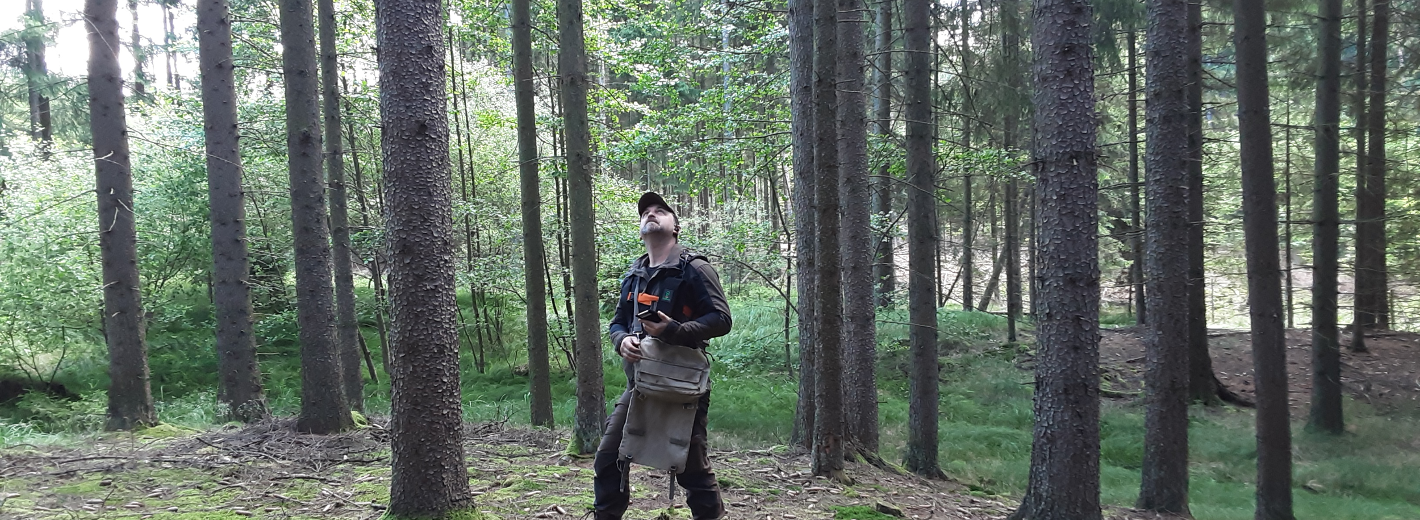 Lagerhaus Förster begutachtet Bäume im Wald