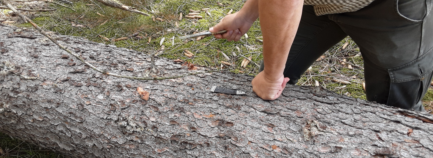 Lagerhaus Förster begutachtet Bäume im Wald
