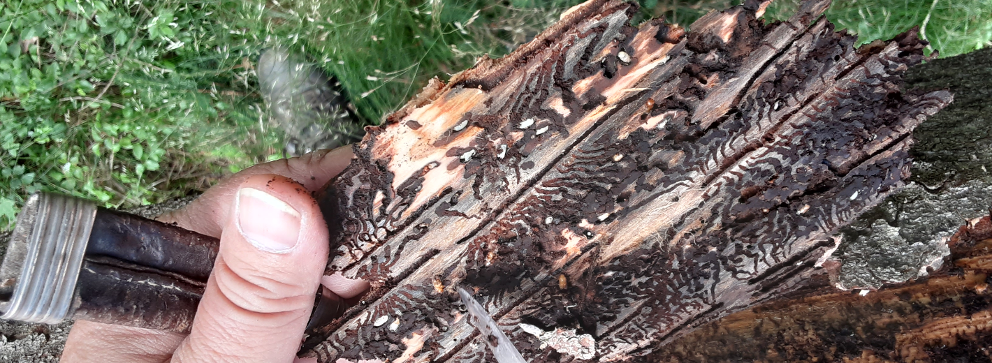 Lagerhaus Förster begutachtet Bäume im Wald