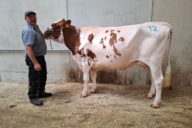 EFFEKTIV RED-Tochter von Dichtl Stefan, vlg. Außersteffinger, Virgen