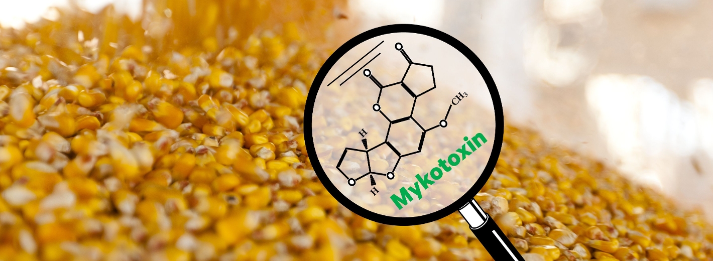 Mykotoxin