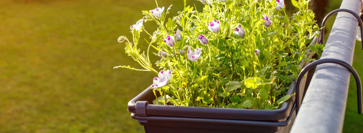Blumenkasten am Balkon