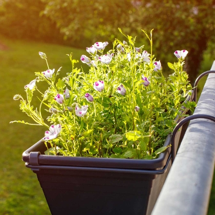 Blumenkasten am Balkon