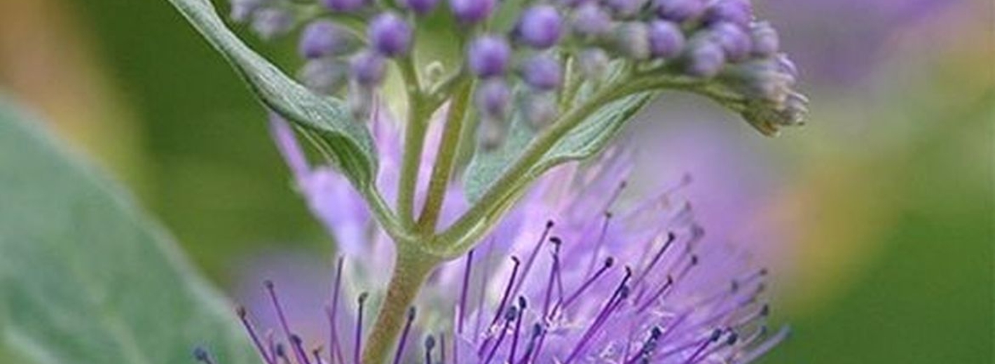 Bartblume