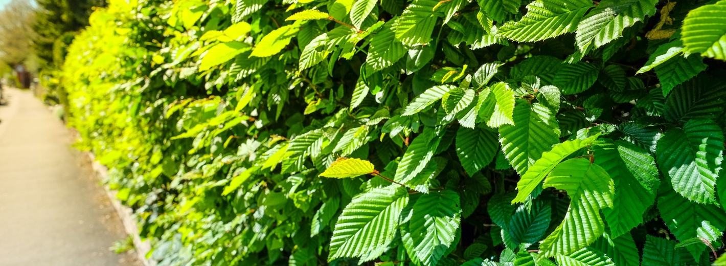 Hainbuchenhecke