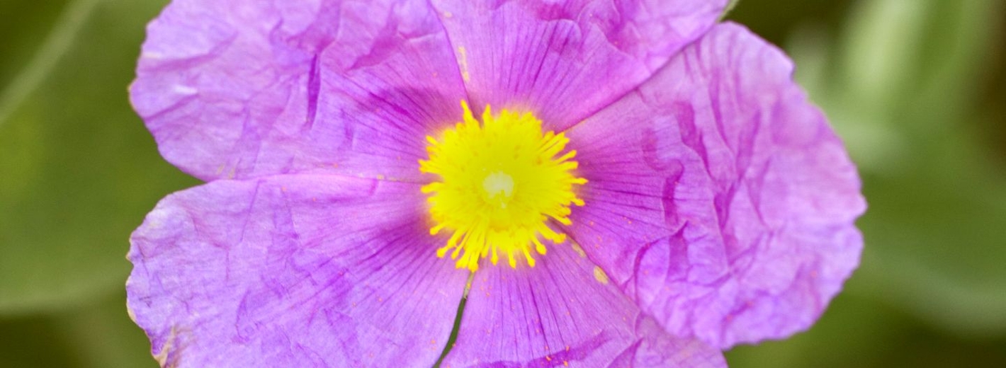 Blüte in zart lila