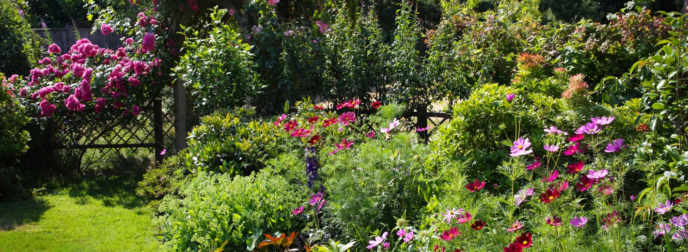 Prächtige Stauden im Garten