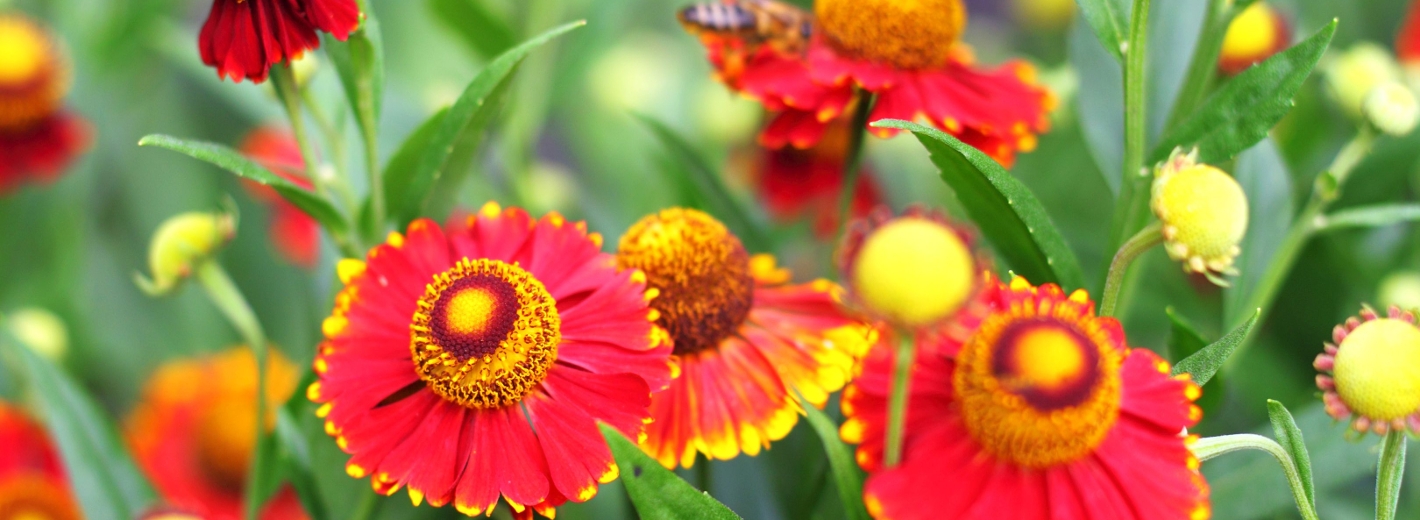 Sonnenstauden in Rot