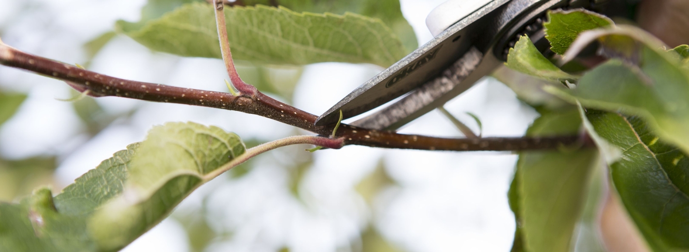 Ast mit Gartenschere abschneiden