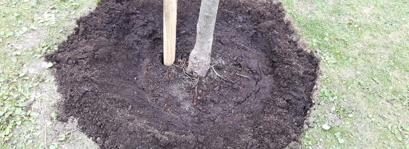Baum frisch eingepflanzt