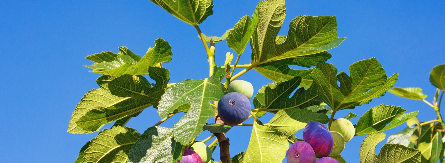 Feigenbaum
