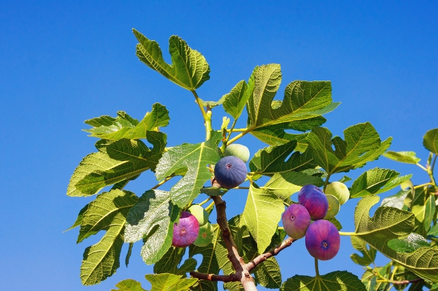Feigenbaum
