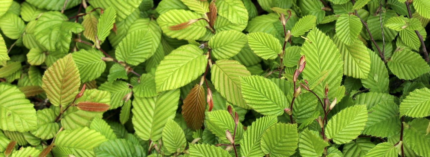 Hainbuchenblätter