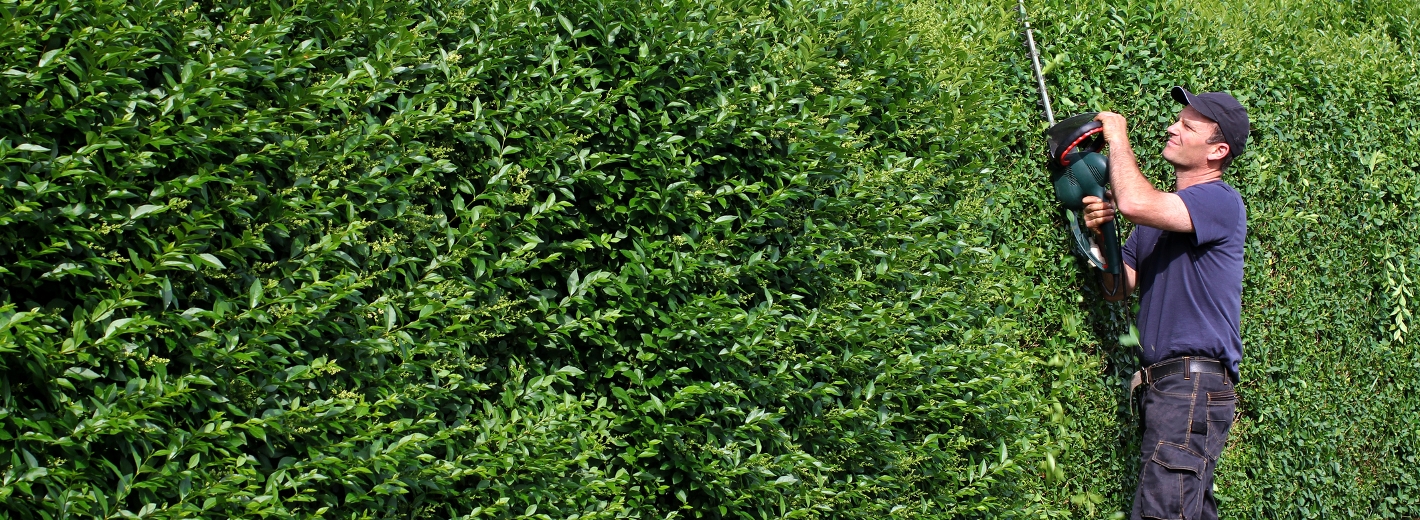 Hecke schneiden