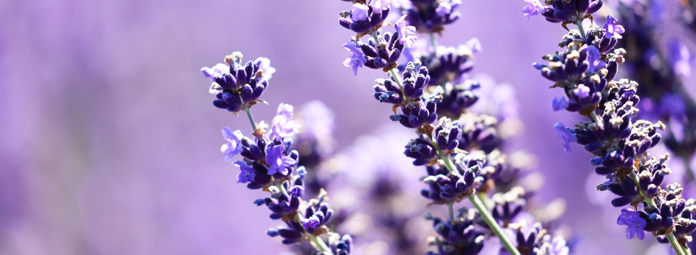 Blühender Lavendel