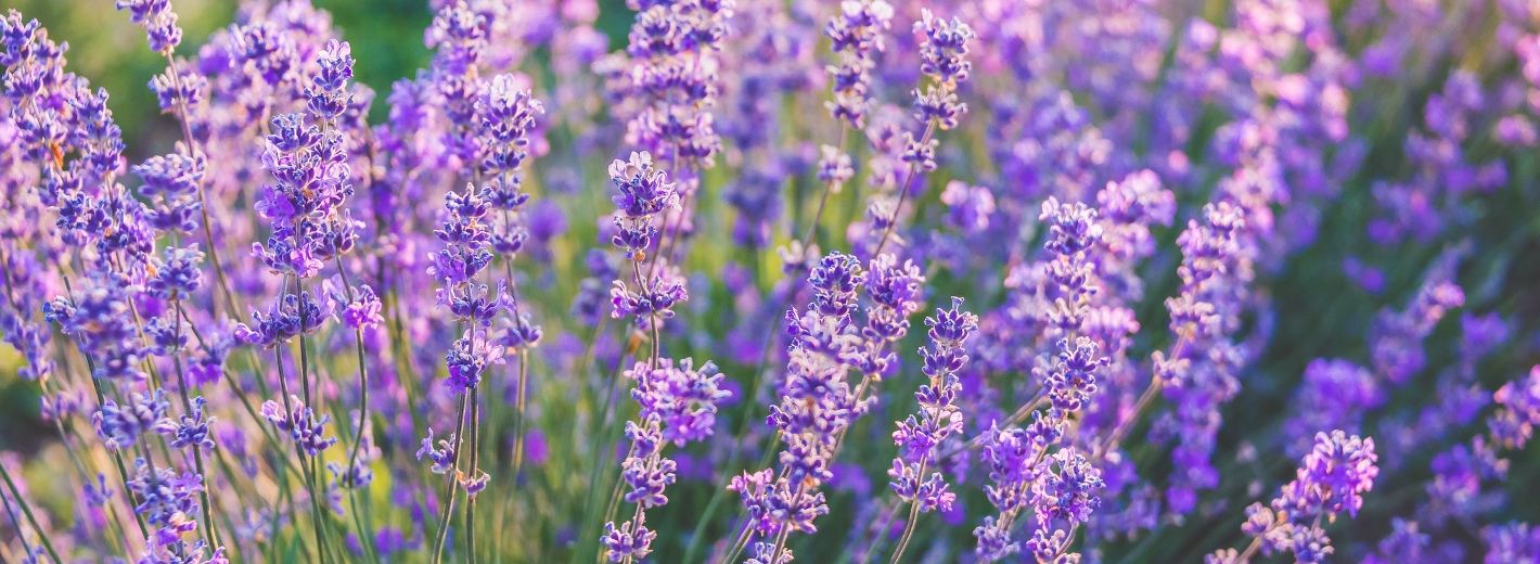 Ein Strauch Lavendel