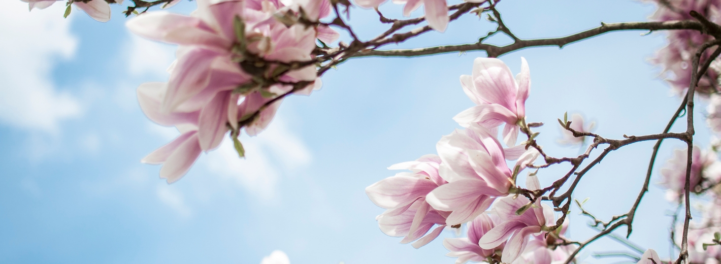 Mangolienblüten
