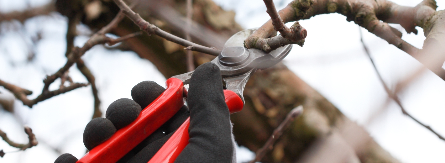 Obstbaum schneiden