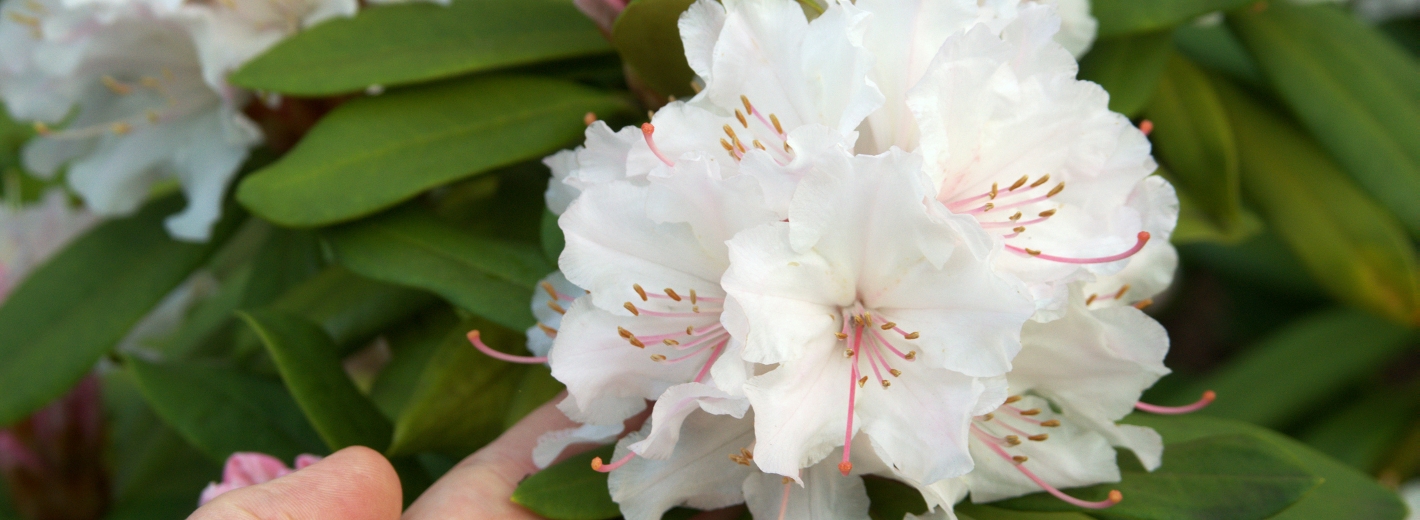 Hand mit Rhododendronblüte