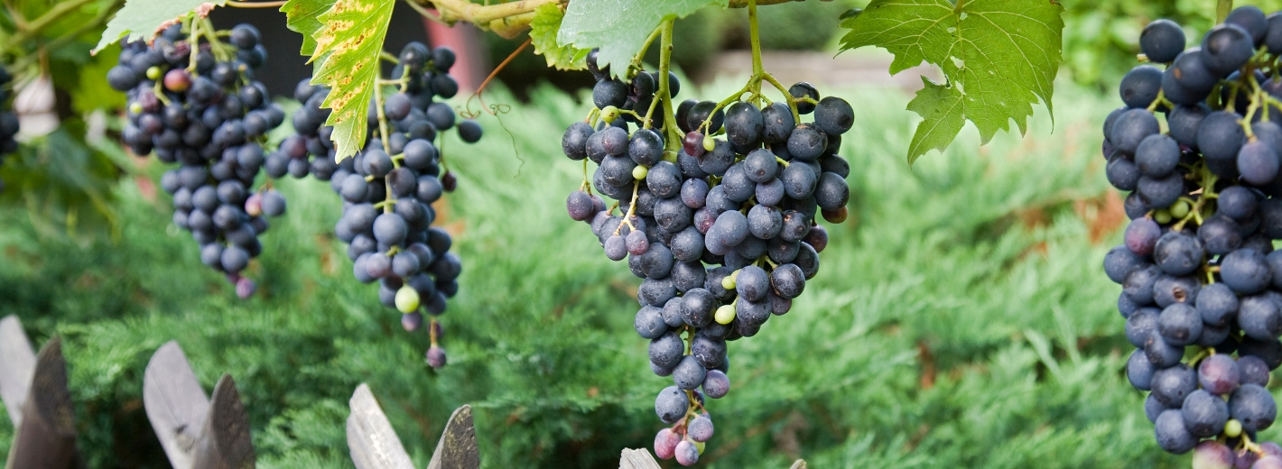 Weintrauben am Weinstock
