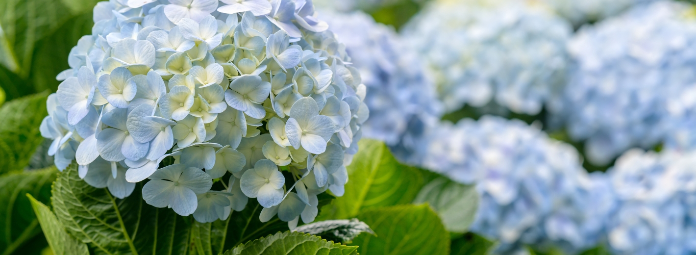 Hellblaue Hortensienblüten