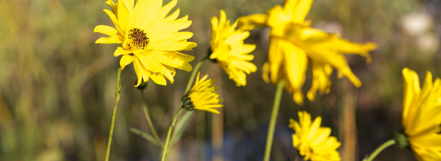 Gelbe Blumen