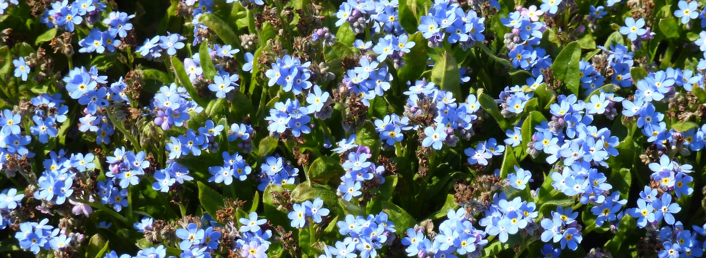 Blaue Vergissmeinnicht