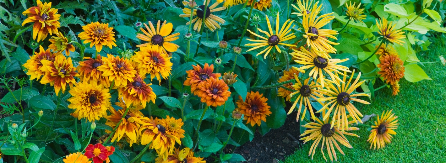 Blumenbeet in Gelb