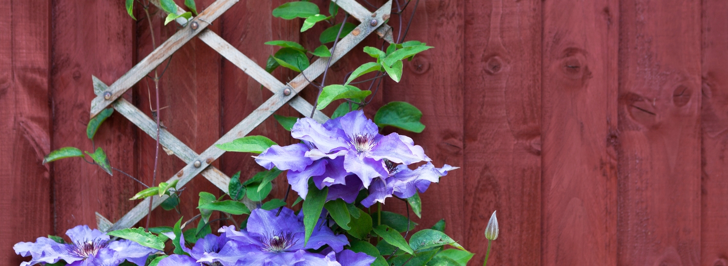 Clematis