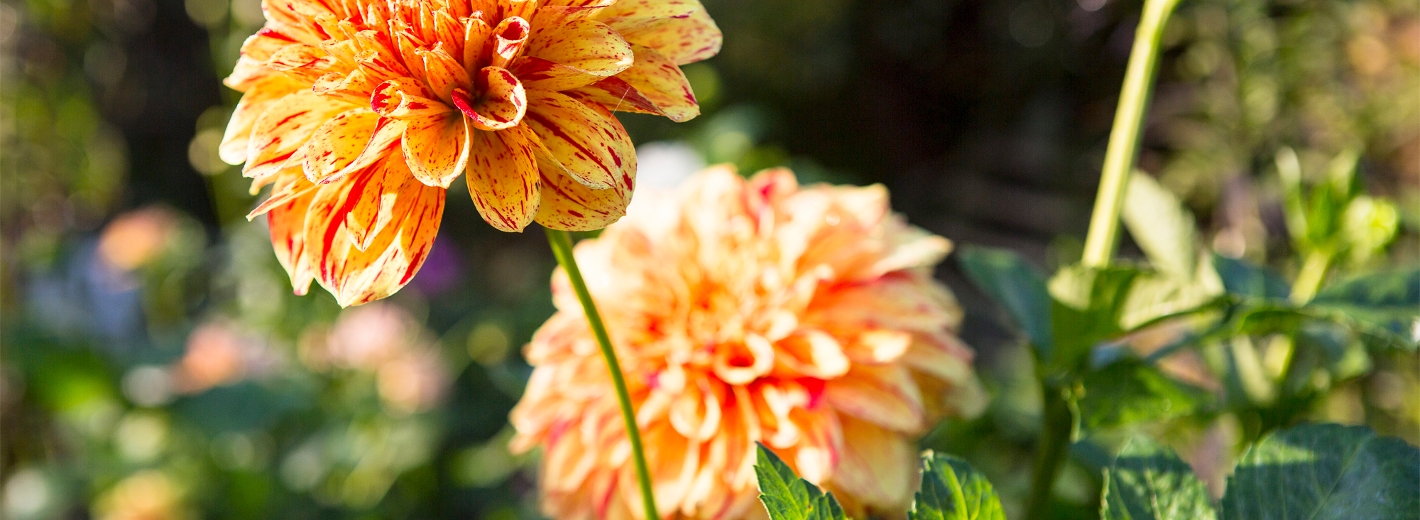 Orange Dahlien