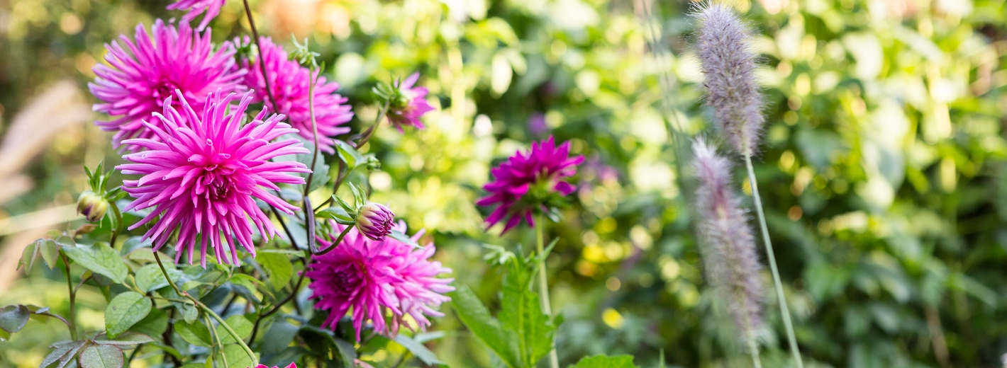 Pinke Dahlien im Garten