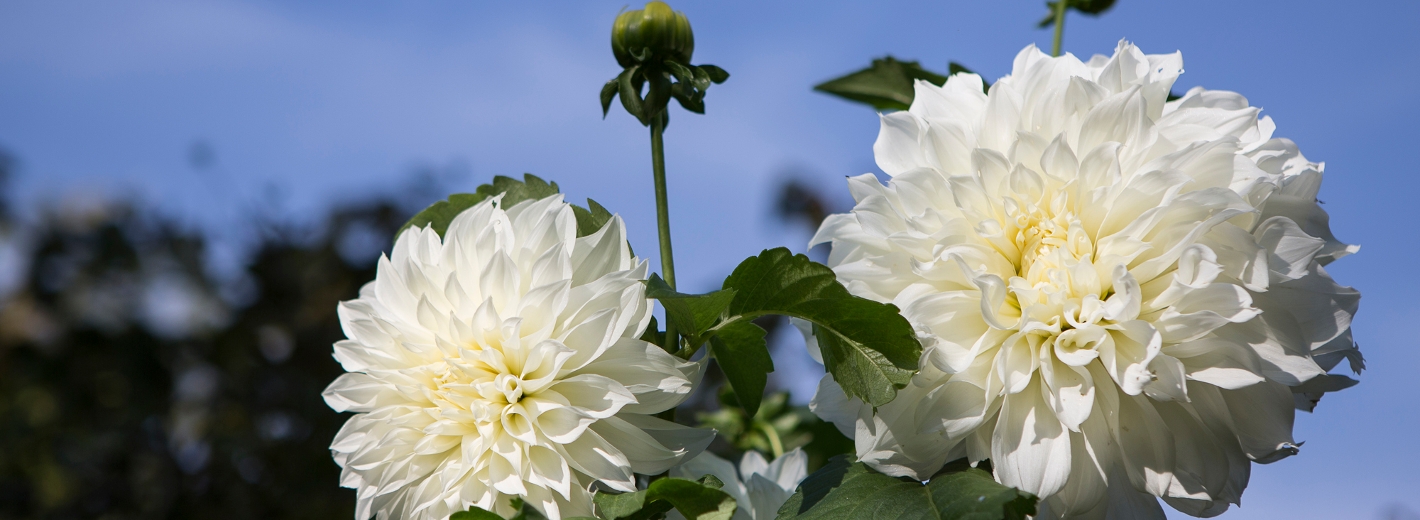 Weiße Dahlien vor blauem Himmel