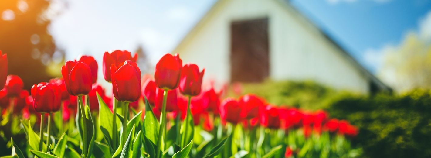 Tulpen stehen im Garten