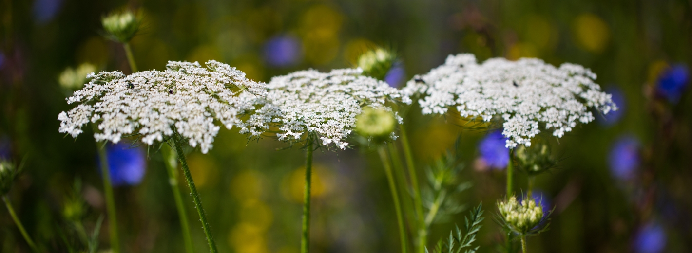 Drei Gierschblüten