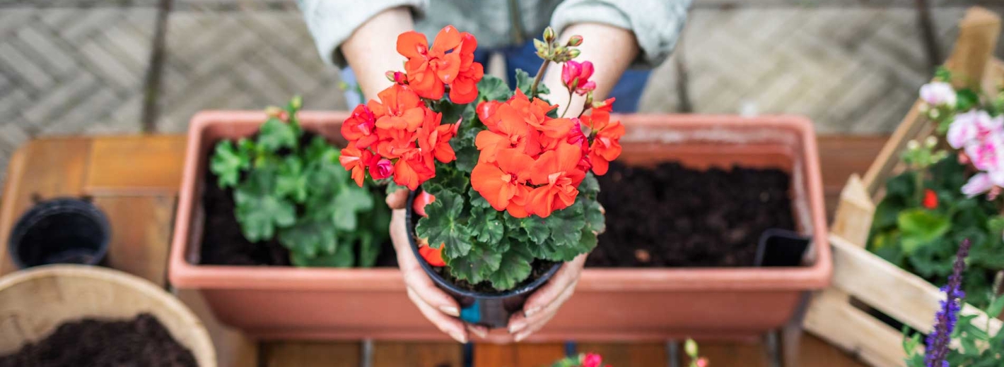 Hobbygärtnerin pflanzt Blumen in Blumenkasten