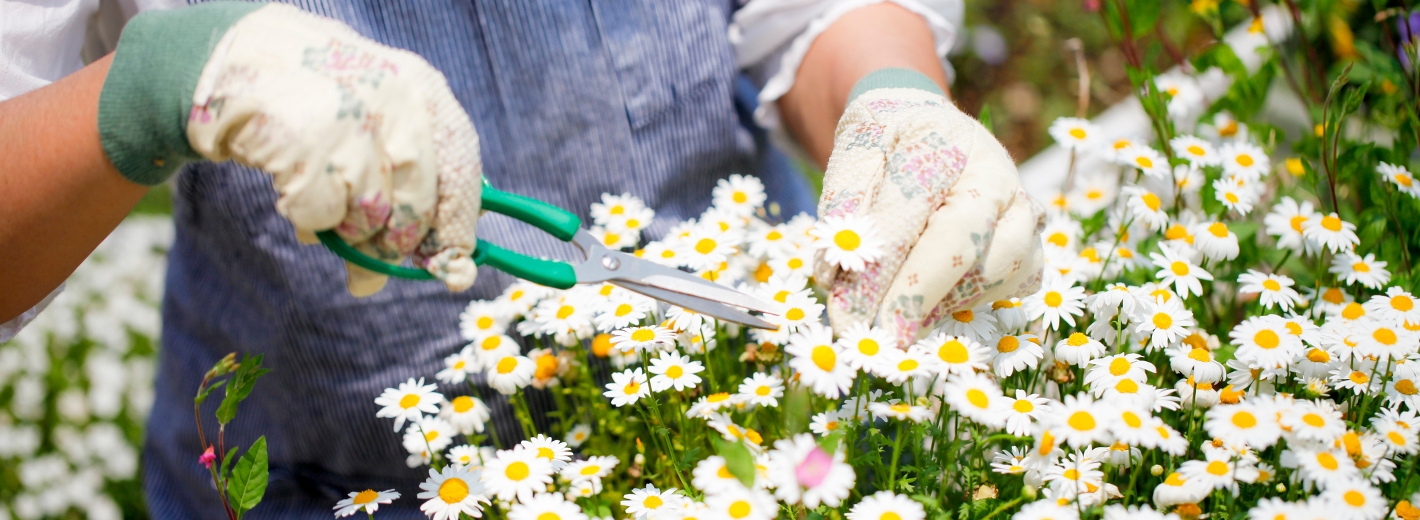 Gärtnerin schneidet Margeriten