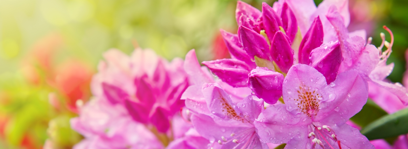 rosa blühender Rhododendron