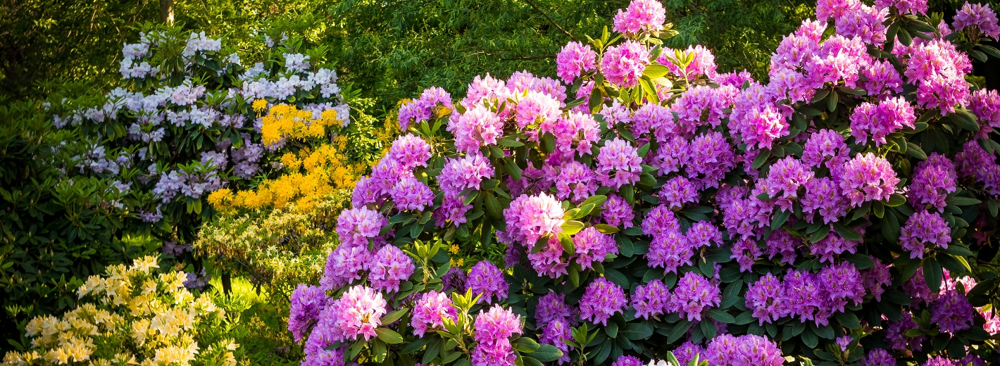 Rhododendronbusch