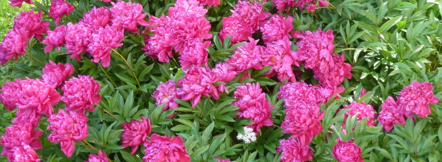 Rosa Pfingstrosen