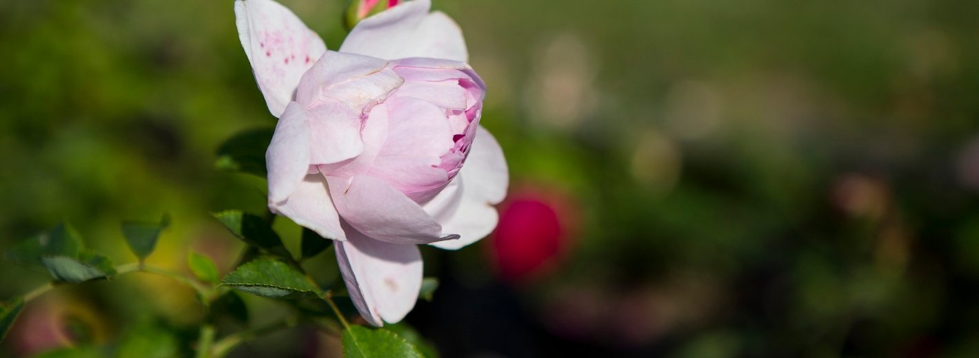 Hellrosa Rose blüht im Garten