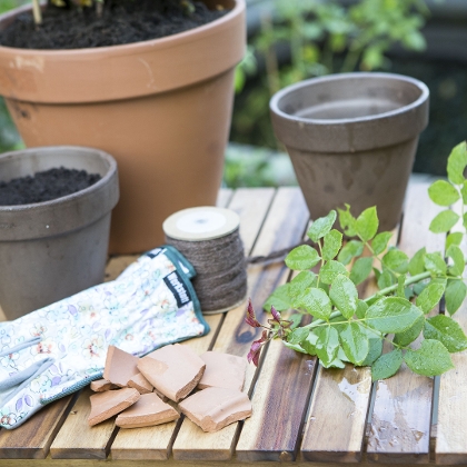 Material zur Stecklingvermehrung von Rosen