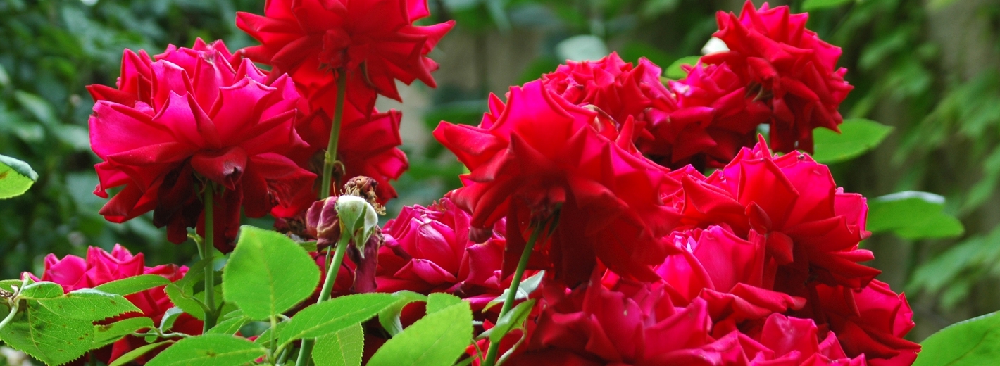 Rote Rosen