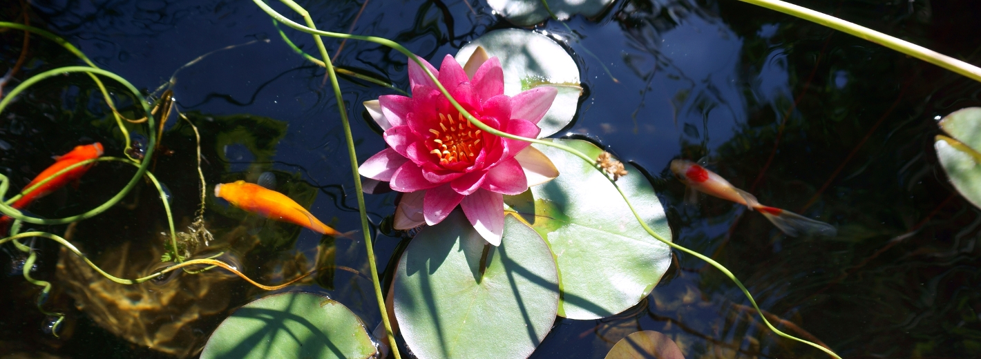 Seerose