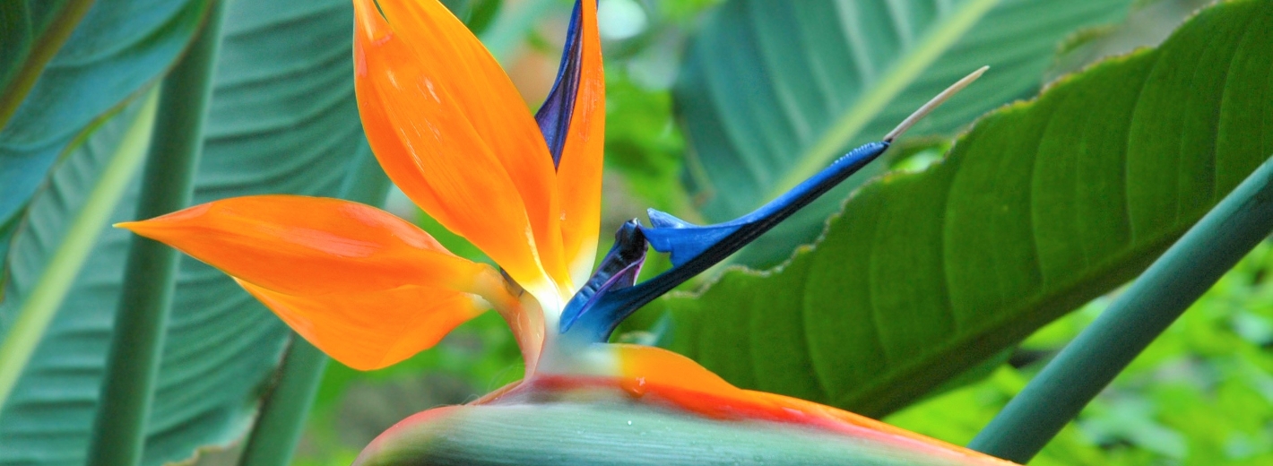 Strelitzie - Papageienblume