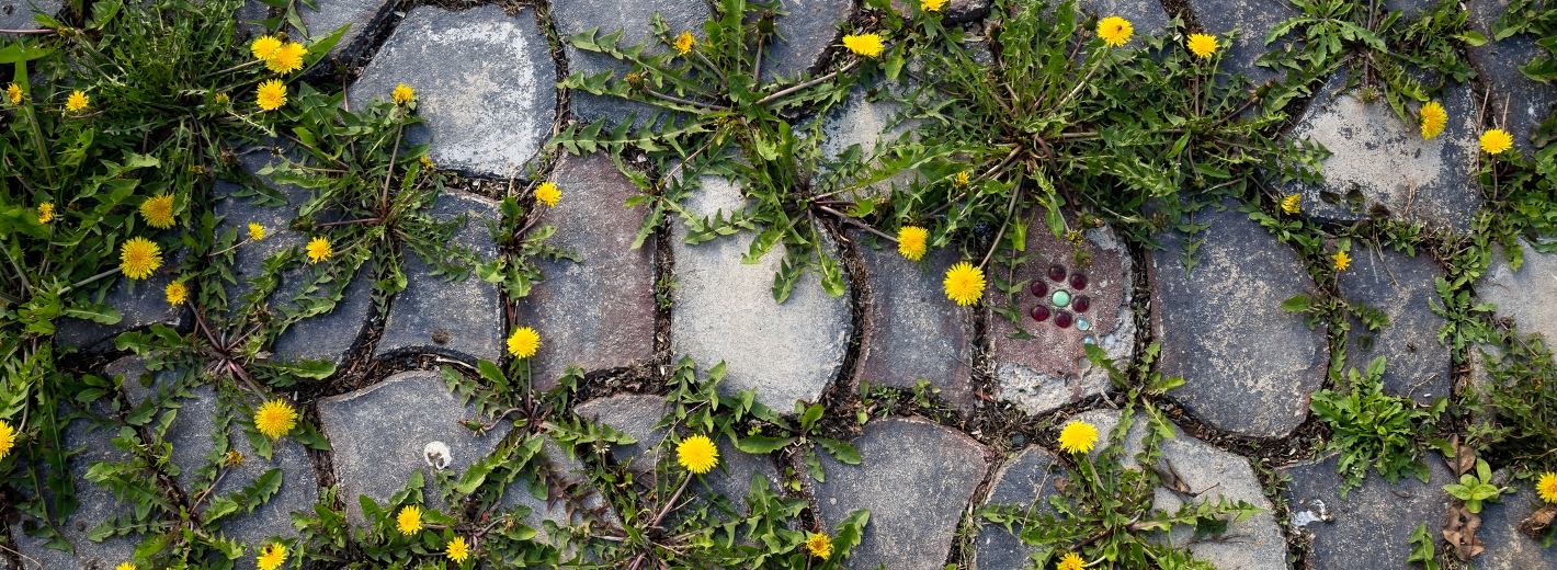 Unkraut wächst zwischen Steinfugen
