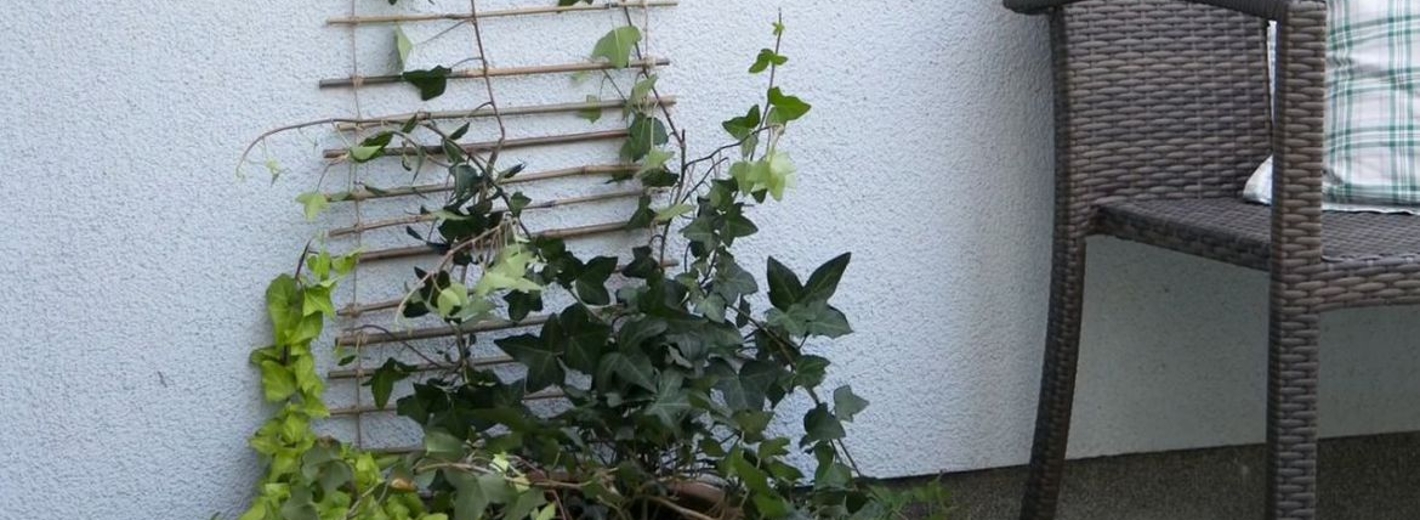 DIY Rankhilfen für Kletterpflanzen